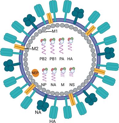The role of <mark class="highlighted">cell-mediated immunity</mark> against influenza and its implications for vaccine evaluation